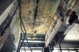 Why You Should Choose Our Mold Remediation Services in Hermann, MO